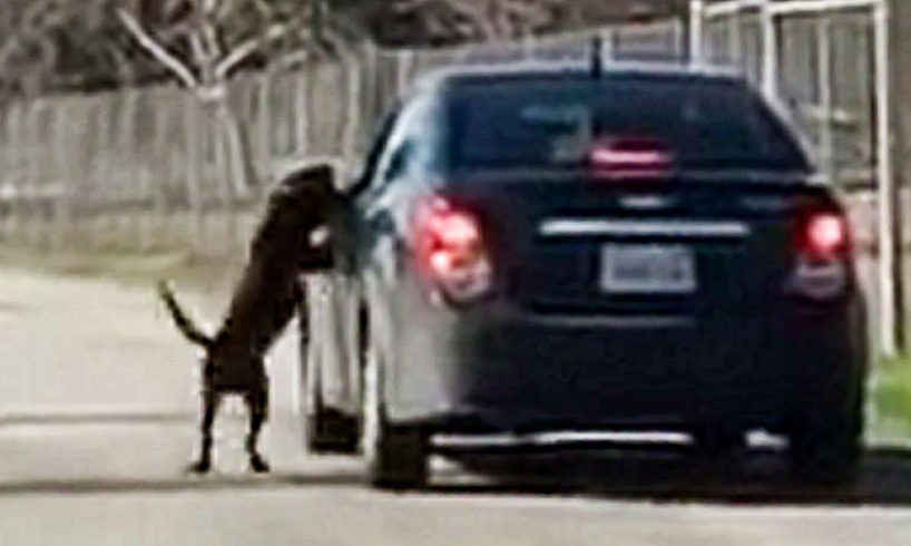 Heart-breaking Video Shows Poor Dog Chasing After Owner's Car After Being Cruelly Abandoned At A Par