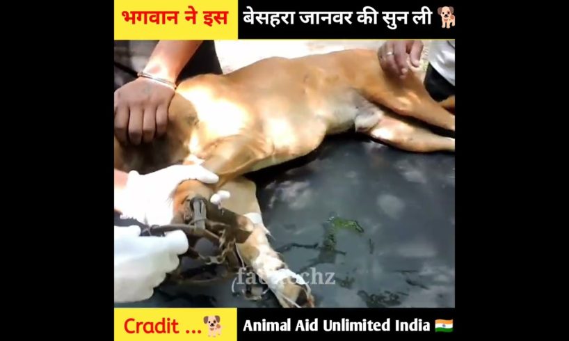 How to rescue animal shorts video? 😭#shorts #india #humanity rescue team