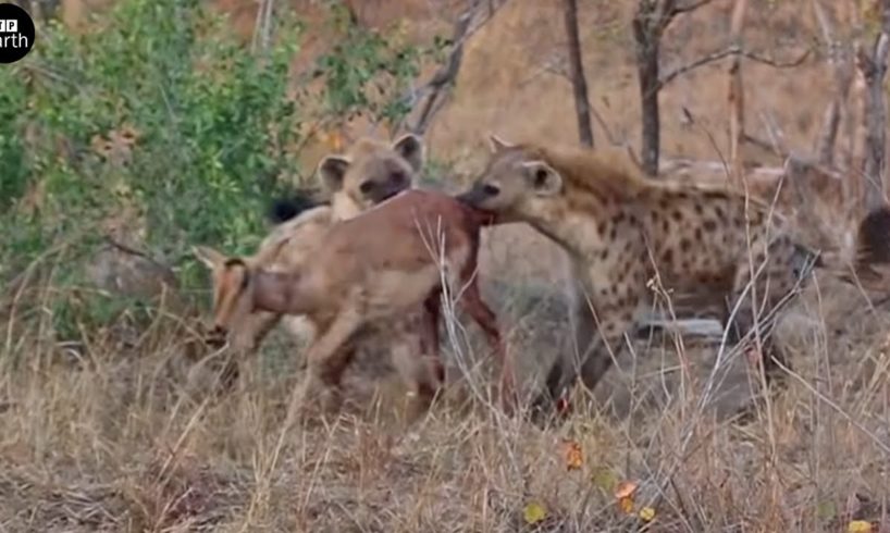 Hungry Hyenas Attack and Steal Prey of Leopard - Animal Fighting | ATP Earth