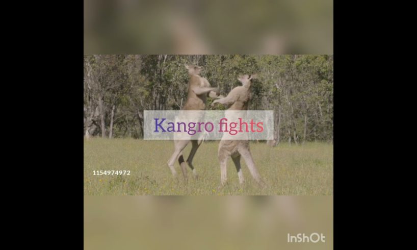 Kangaroo fights | Animal fights | #shorts |#explore