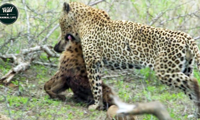 Leopards Kill And Eat Hyenas For Revenge - Wild Animals Fighting