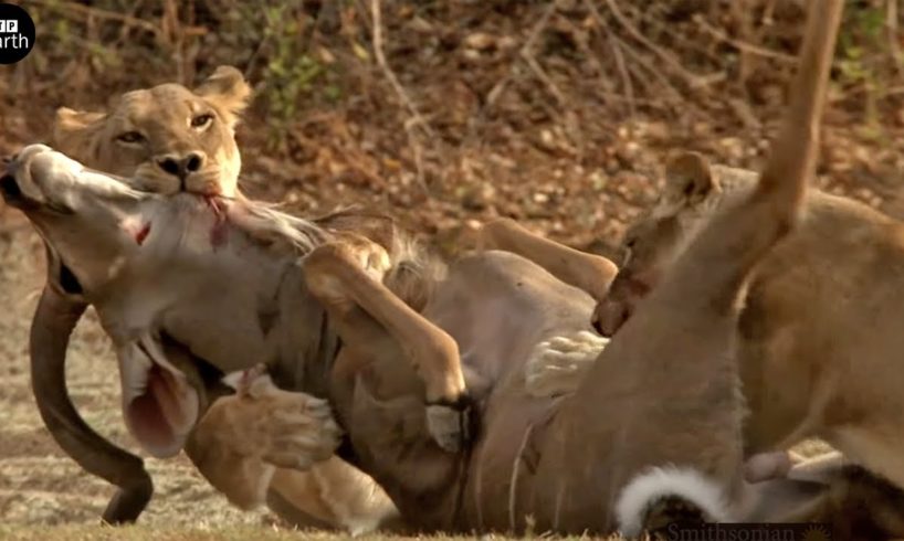 Lion Attack and Eat Antelope - Animal Fighting | ATP Earth