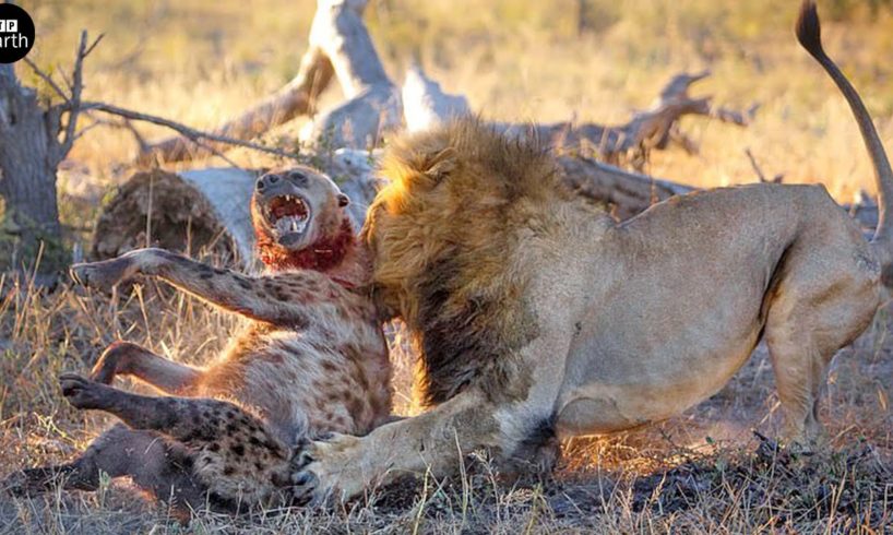 Lion Attack and Eat Hyena - Animal Fighting | ATP Earth