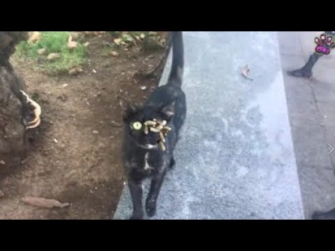 OMG NO ! ! Poor CAT RESCUED Just in Time! Feeding Abandoned Stray Cat And Animal Rescue