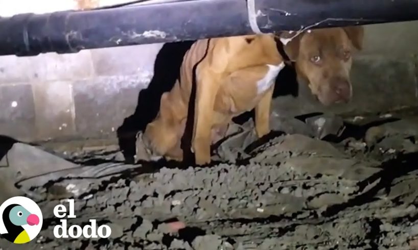 Perro es rescatado de debajo de una casa abandonada | ¡Adóptame! | El Dodo