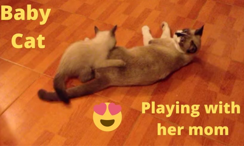 Playful kitten is playing with her mom. #kitten #cute animals #baby animal #cute cat #baby cat