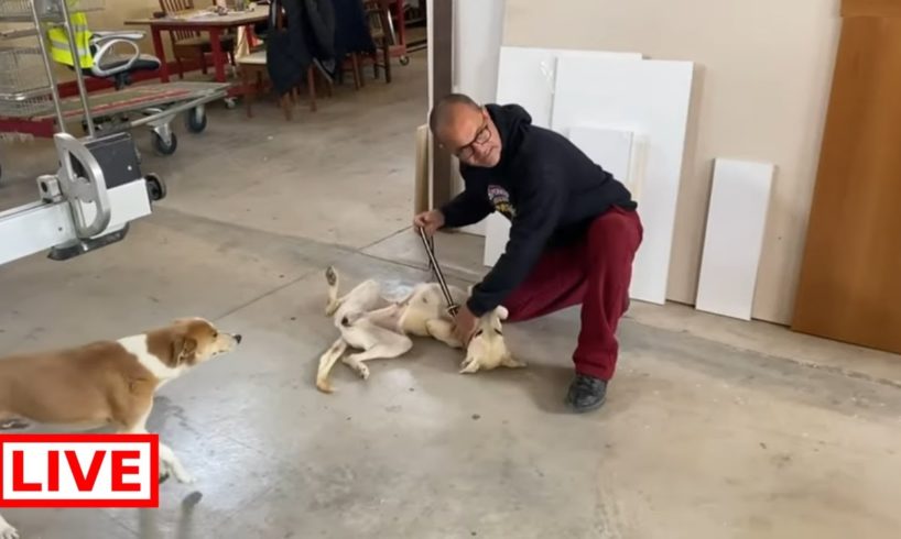 Poor dog! He tried to find food and shelter from cold weather and end up to a shop of a friend