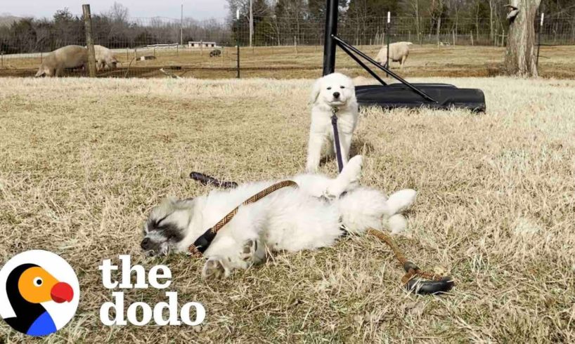 Puppies Love Helping Their New Dad Feed The Pig | The Dodo Adoption Day