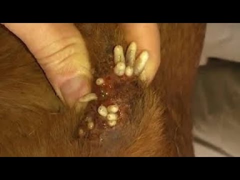 Removing Mango worms From Helpless Dog! Video 2022 #21