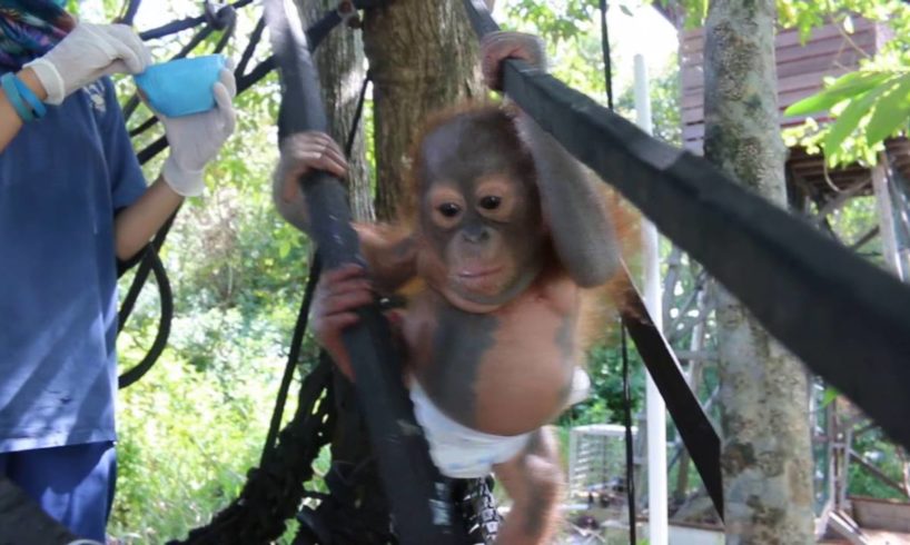 Rescued orangutan Didik climbs a tree for the first time