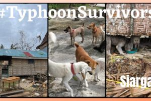 SIARGAO TYPHOON ODETTE AFTERMATH / SIARGAO ANIMAL RESCUES / TYPHOON ODETTE 2021