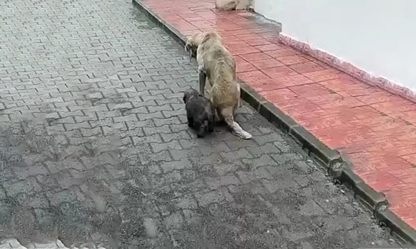 She Doesn't Have Any Strength Left & Still Tries to Protect The Puppy from The Teasing of Passersby