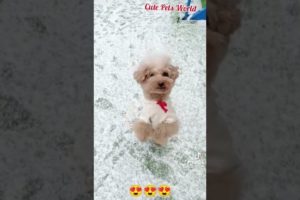 The funniest and cutest puppies - #funny #funnyvideo #dance #tiktok #tiktokpuppies