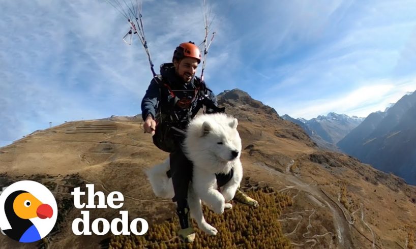 This Dog Goes Paragliding With His Owner And Loves it! | The Dodo Soulmates