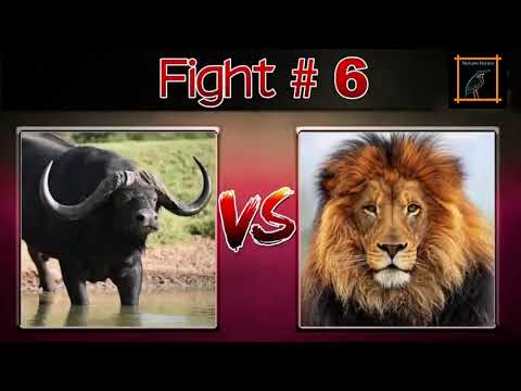 Top 10 Craziest Animal Fight | The Animal Fight Of All Time