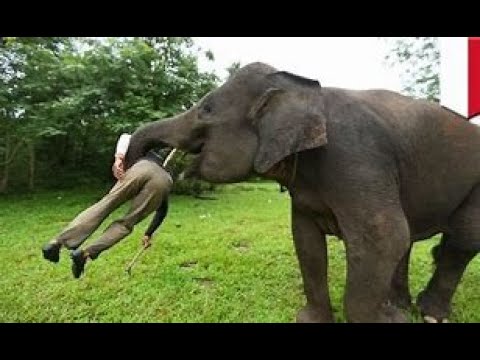 Wild Animal Fights Caught On Camera_in serengeti national (Wildlife Documentary) | Caught In The Act