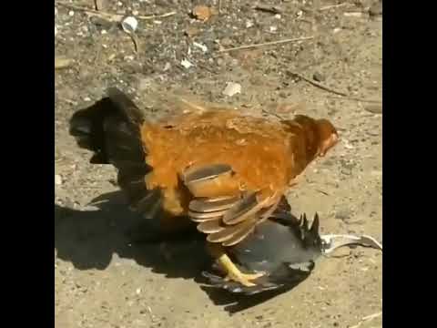 animals fight brutal animal fights Crow and hen fights rare video short