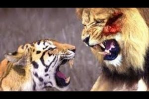 animals_Animal Fighting Videos | Cheetah VS Gazelle | Animal Fights  Animal Wild 2022 #animals