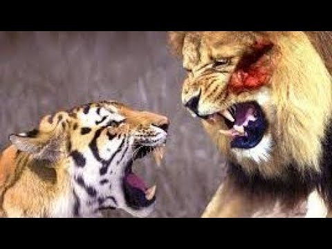 animals_Animal Fighting Videos | Cheetah VS Gazelle | Animal Fights  Animal Wild 2022 #animals