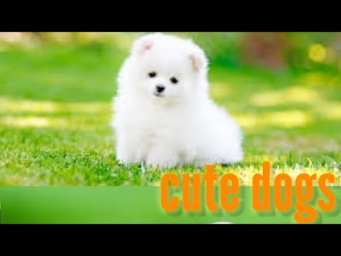 cutest puppies in the world || The exotic facts || #viral #trending #dogs #puppies #short #shorts