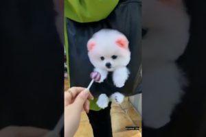 cutest puppies 🐶 video 😂 #shorts #dog #animal #cutedog #trending #youtubeshorts #doglover #puppies