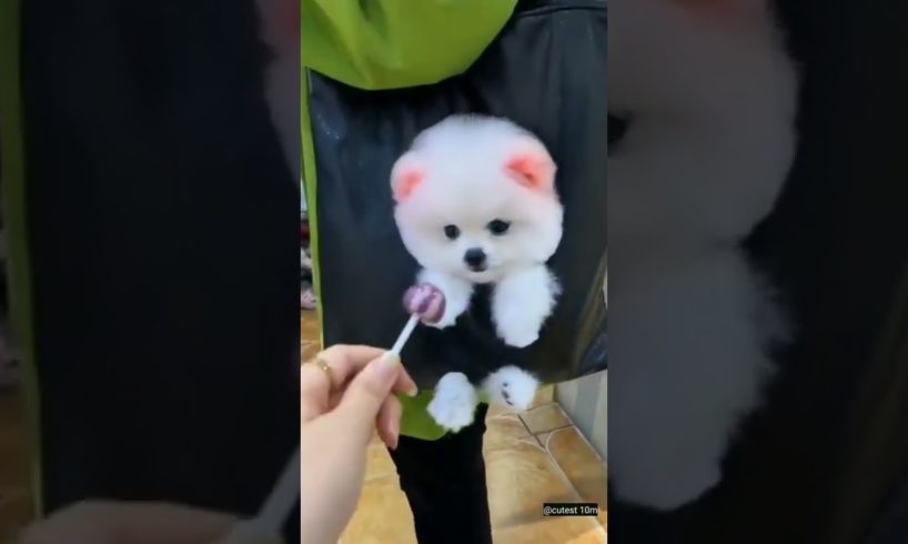 cutest puppies 🐶 video 😂 #shorts #dog #animal #cutedog #trending #youtubeshorts #doglover #puppies