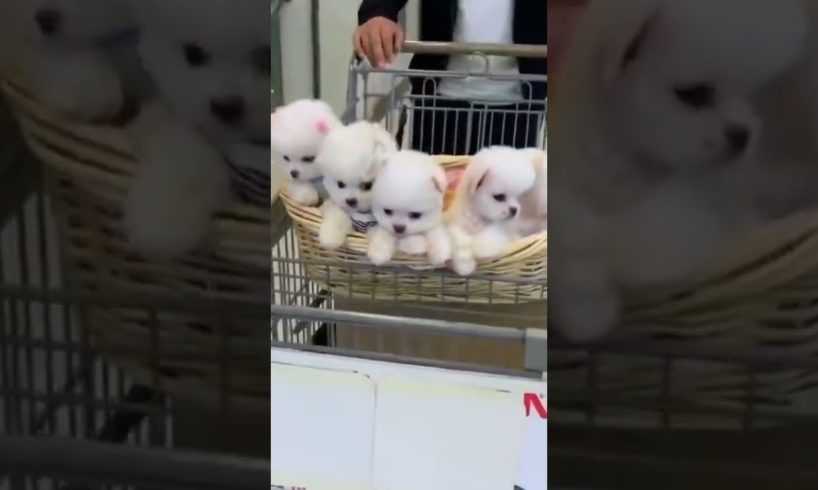 cutest puppy city funny cute puppies Little puppies #short