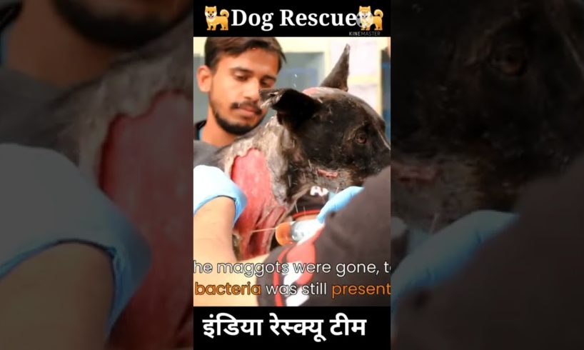 rescue dog 🐕।animal rescue team India। एनिमल रेस्क्यू टीम।Er. Saurav YouTuber ।#shorts