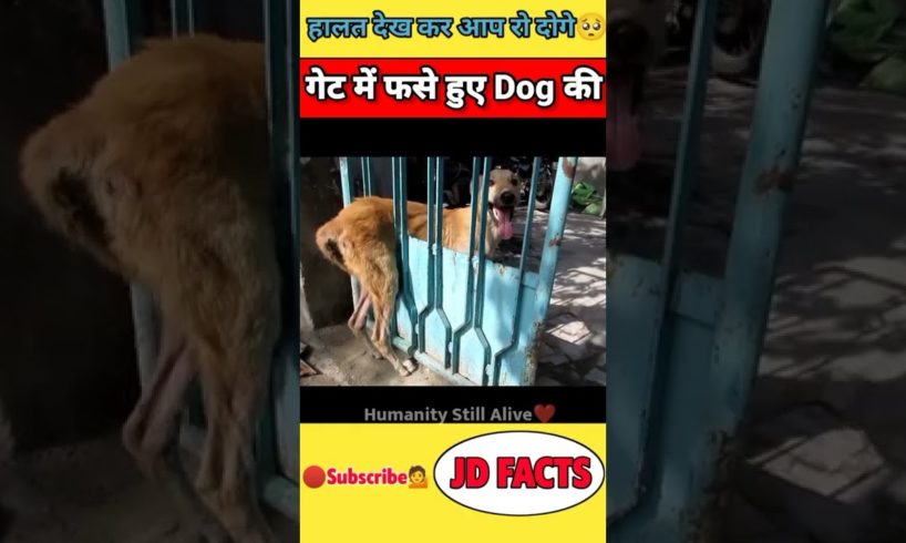 इंसानियत आज भी जिंदा है❤️|humanity|dog rescue|#shorts