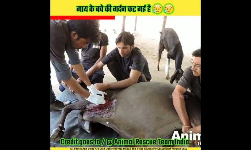 गाय के बच्चे की गर्दन कट गई है | Animal rescue team india #shorts