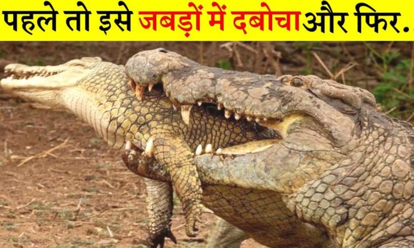 जंगल की सबसे भयंकर भिड़ंत | Craziest Animal Fights Caught on Camera (Part-2)