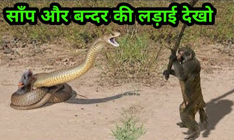 जानवरो की ऐसी लड़ाई नहीं देखी होगी | Craziest Animal Fights | Prajapati Facts