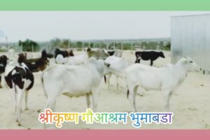 श्रीकृष्ण गौआश्रम भुमाबडा #animalsrescue #bhumabada # cowhelp #cowrescueoperation #savecow #cowshed