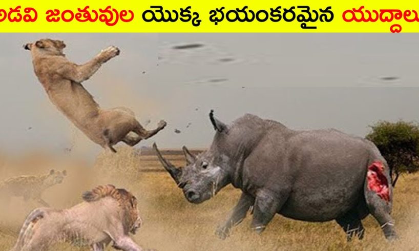 అడవి జంతువుల భయంకరమైన యుద్ధాలు//  Craziest Fights of Wild Animals   Animal Fights // telugu wonders