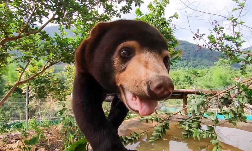 14 Reasons Sun Bears Are Your New Favourite Animal | Bears About The House | BBC Earth
