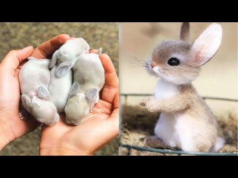 AWW SO CUTE!!! Cutest baby animals Videos Compilation Cute moment of the Animals #1