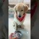 Funniest & Cutest Puppies - Funny Puppy Videos | Cute and Funny Dog Videos | Minutes of Funny Puppy