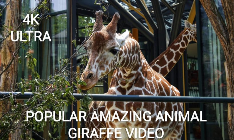 4k Ultra Full Screen Hd Animal Giraffe Video