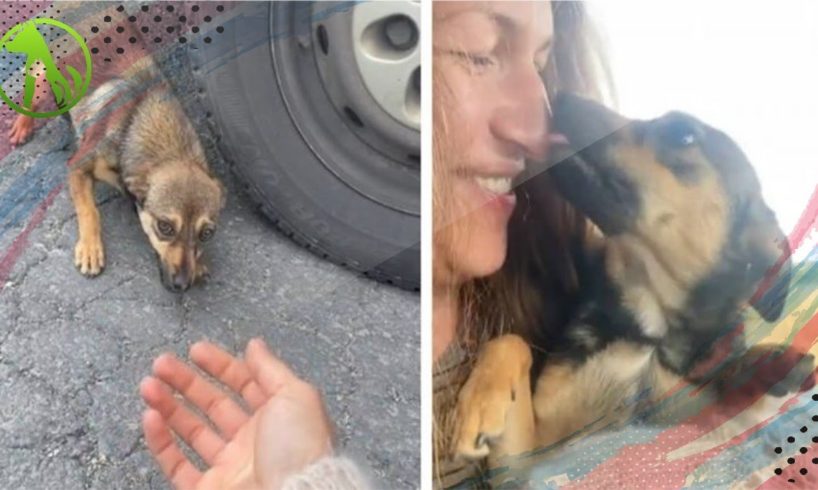 Abandoned Dog MELTS In Woman’s Arms After She Rescues Him From The Roadside