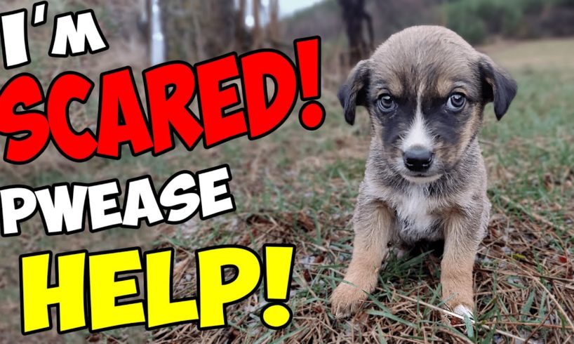 Abandoned Puppy was Scared to Death after being Thrown Away Until This Happened