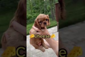 Adorable Puppies Pick Their Own Names! #Shorts