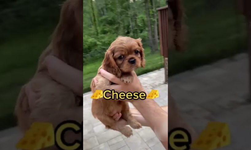 Adorable Puppies Pick Their Own Names! #Shorts