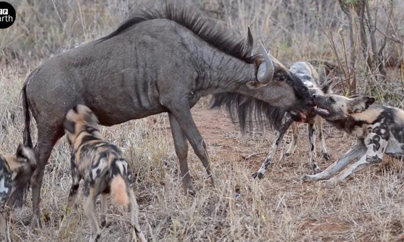 African Wild Dogs Attack and Eat Wildebeest - Animal Fighting | ATP Earth