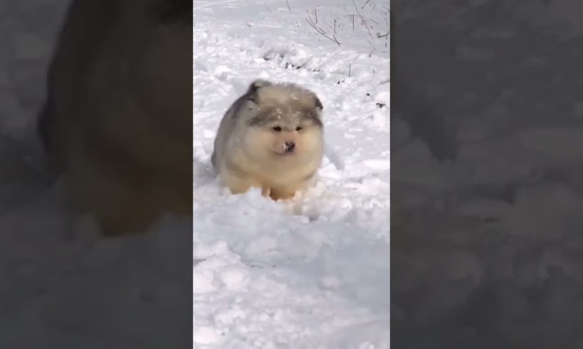 Alaskan Malamute Dog Playing In Snow 🌨️❄️ #shorts #dog #alaskanmalamute #puppy #animals #subscribe