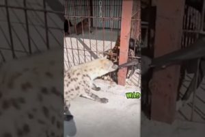 Animal fight club - Funny animal attack - funny animal videos - 2022