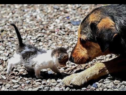 Brave Dog Rescues A Cat