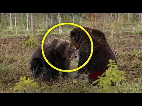 CRAZY BATTLE OF TWO BEARS | TOUGH ANIMAL FIGHTS