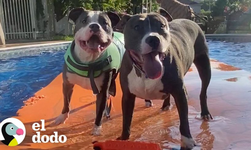 Casa llena de pitbulls rescatados están obsesionados con la piscina | Puro Pitbull | El Dodo