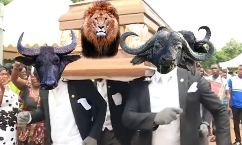 Coffin Dance Meme - WILD ANIMALS Meme Compilation