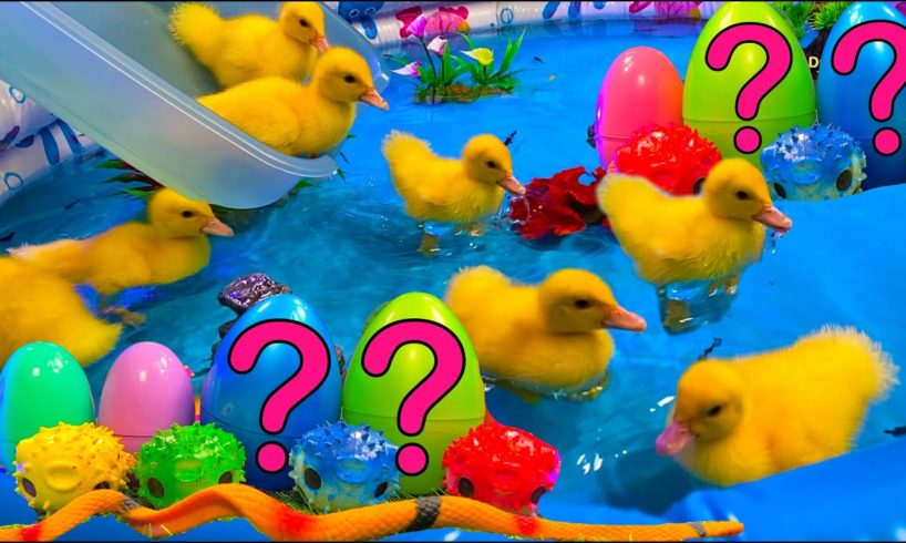 Colorful Aquarium | Baby Ducks Ducklings, Frog, Snake, Koi Fish - cute baby animals videos